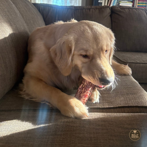 6 Inch Trachea Wrapped in Jerky