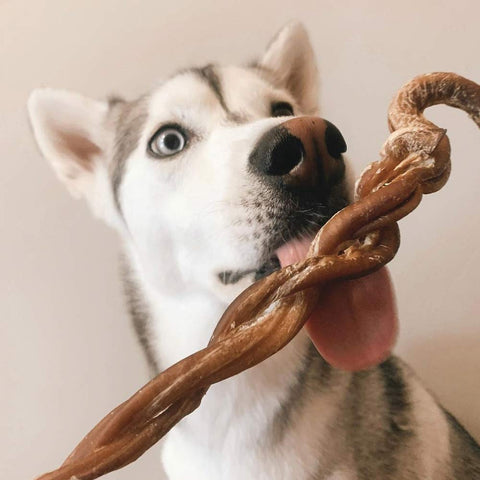 8-11" Braided Lamb Pizzle Stick