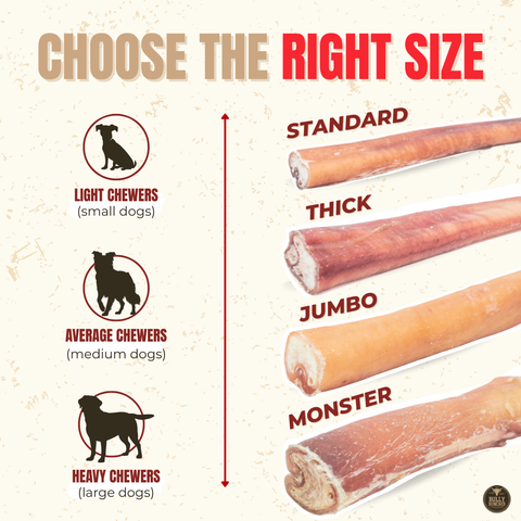 12 Inch Standard Bully Stick