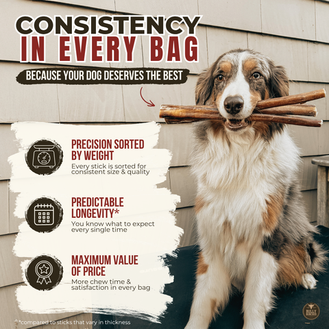 6 Inch Jumbo Braided Bully Stick